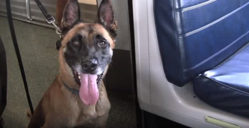 Un error de los perros de explosivos replantea los sistemas de registro