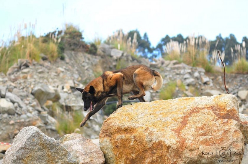 Encuentro internacional para perros de rescate en Ferrol