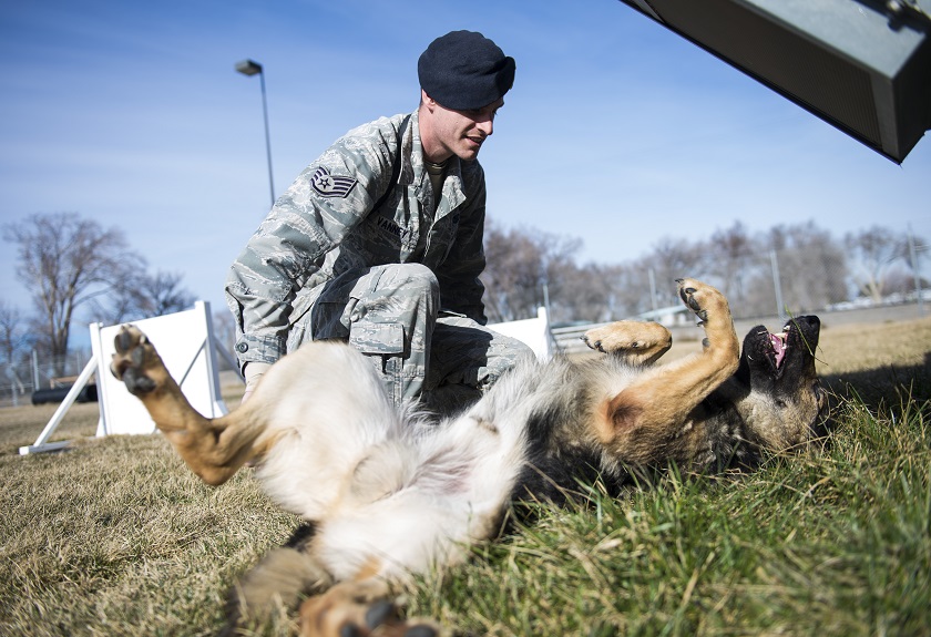 Las 5 necesidades básicas de un perro detector