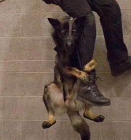 alt="perro rapel terror"