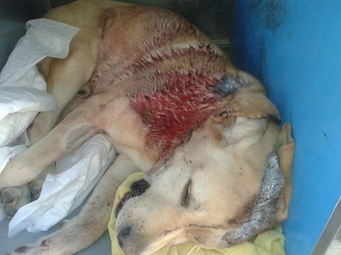 alt="Zarpas perro de rescate apuñañado"