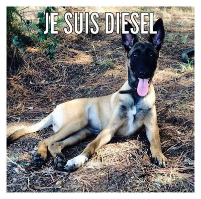 Unidades caninas de policías locales de España homenajean a Diesel