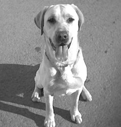 Condecoración para Pretto, el perro policía que falleció en 2005