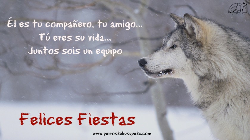 Felices Fiestas… desde PerrosdeBusqueda