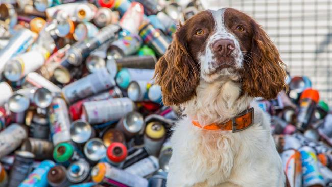 alt="perros contra grafiteros"