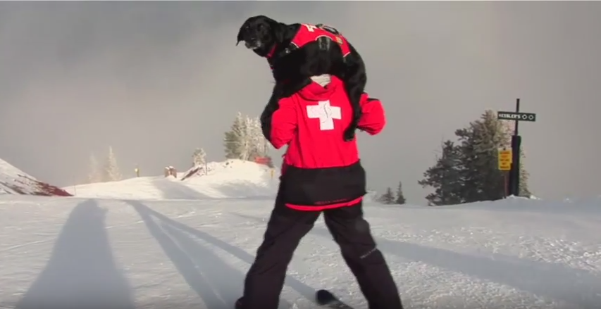 Perros de avalancha entrenan en Aspen