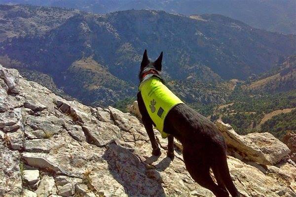 Jornadas sobre perros de cebos envenenados