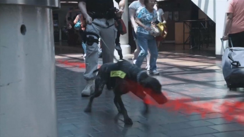 Perros Vapor Wake: buscan explosivos entre personas en movimiento