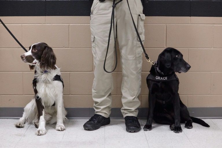 Un perro entrenado probará antes la comida del Chapo por si estuviera envenenada