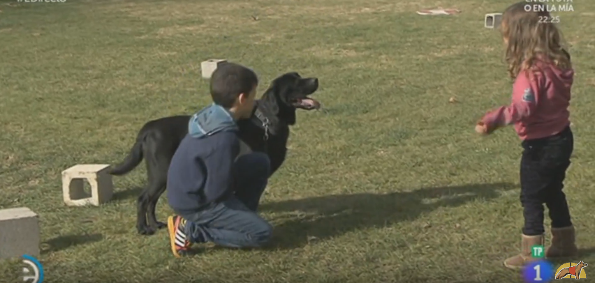 Perros jubilados de la Guardia Civil encuentran un hogar