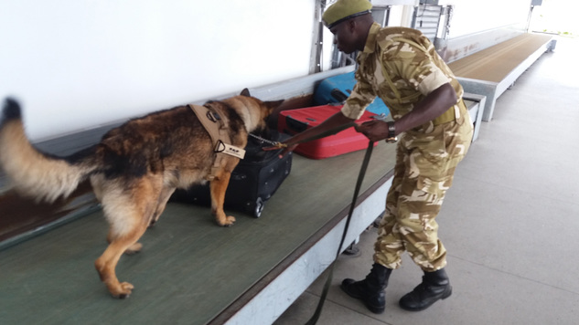 Tráfico de marfil en Kenia y perros detectores