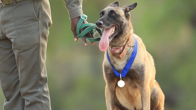 Killer, un perro que protege rinocerontes recibe la medalla PDSA