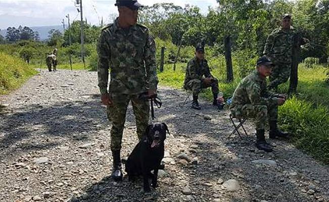 Muere un perro del ejército al pisar una mina
