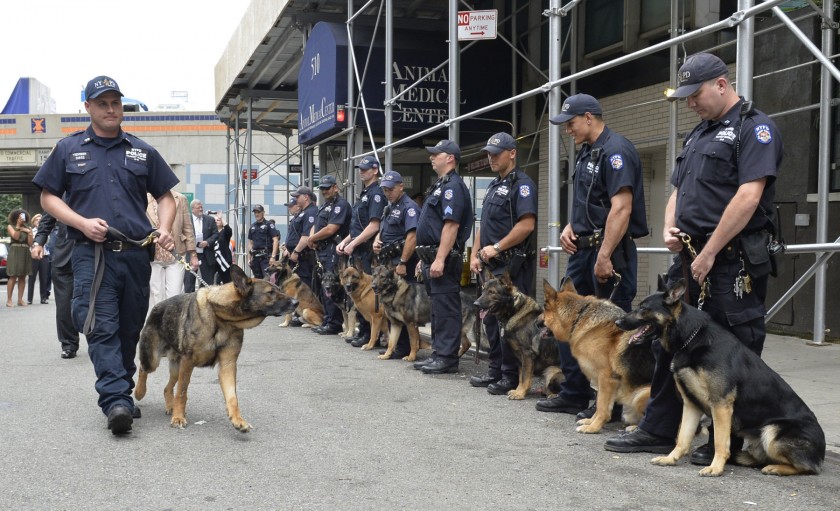 Los perros de trabajo en Nueva York ya son perros oficiales del estado