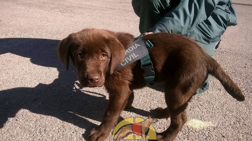 Toby, un futuro K9 de la Guardia Civil