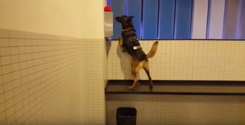 Detección de explosivos en el estadio del RCD Espanyol