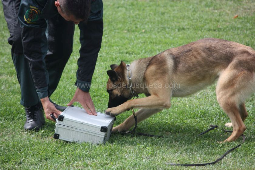 Perro detector de drogas Guardia Civil