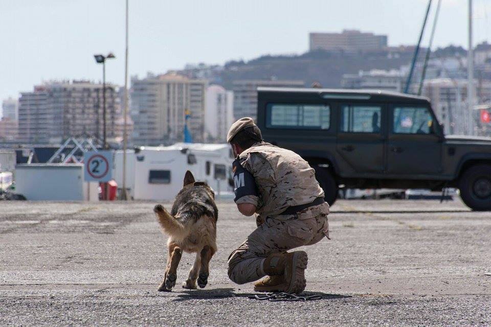 Campeonato de perros detectores