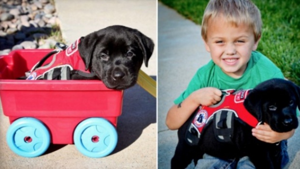 Jedi, el perro detector que salvó la vida de Luke