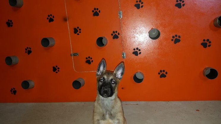 Perros de detección de enfermedades metabólicas necesitan ayuda para proyecto pionero