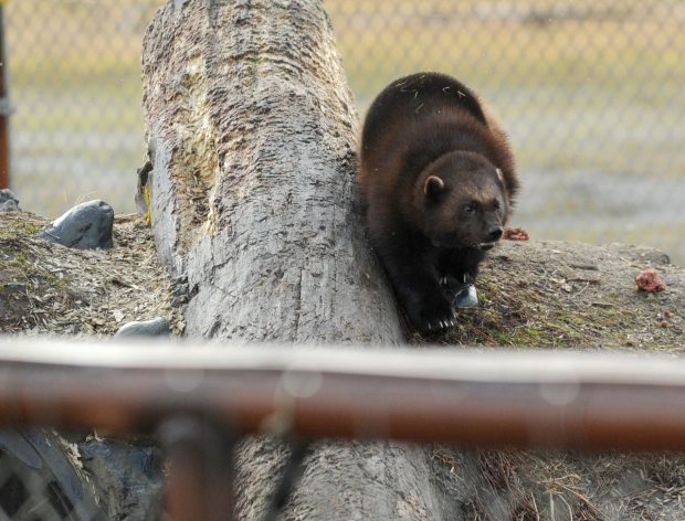 Un glotón, ¿el próximo animal de búsqueda y rescate en Alaska?