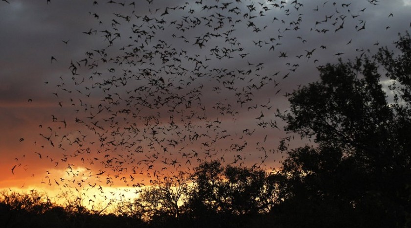 Perros para detectar colonias de murciélagos