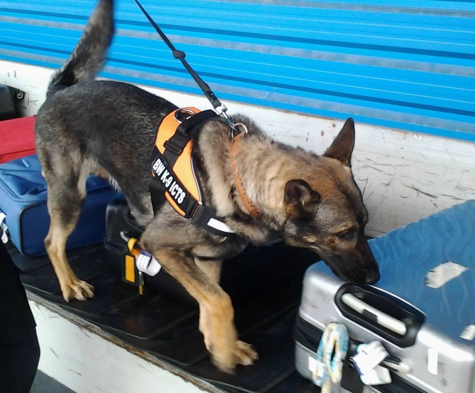 Perros de explosivos en el puerto de Barcelona