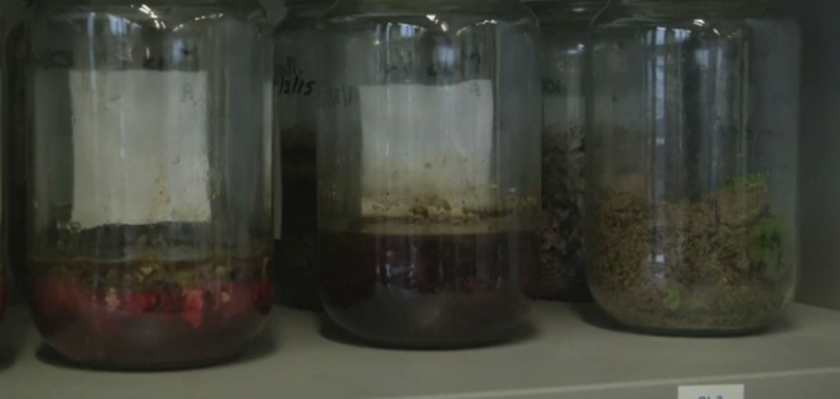 Olor de muerte destilado