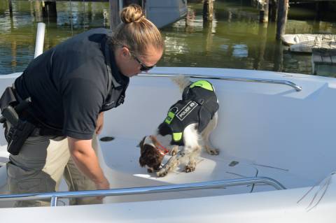 Olfato canino contra el contrabando de pargo rojo
