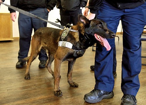 Matan a perro policía retirado cuando atacaba a un niño y a su madre