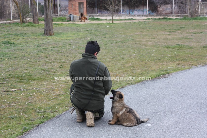 Centro Militar de Cría Caballar de Ávila: preparando futuros perros de trabajo