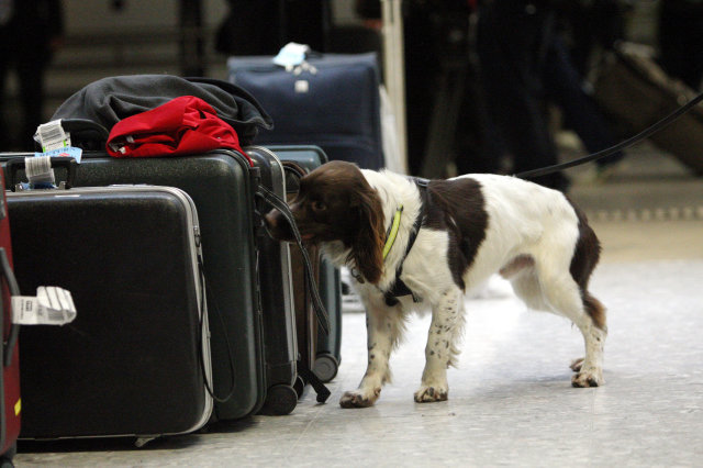 Perros encuentran comida en vez de droga en el aeropuerto de Manchester