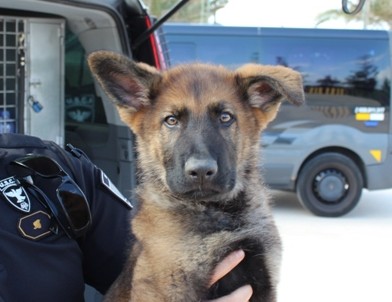 Se llama Athor y será un futuro perro policía