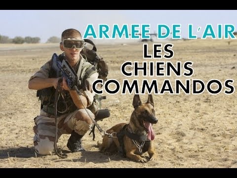 Los perros comando del Ejército del Aire francés