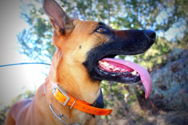 Tras la pista del jaguar El Jefe