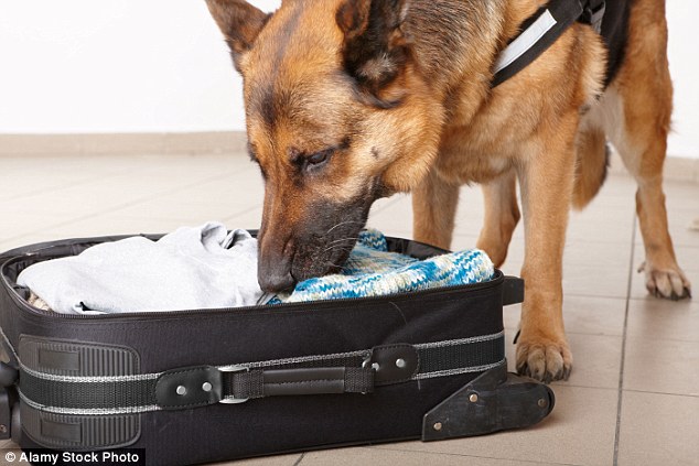 Perros detectores en los aeropuertos agilizarían los registros