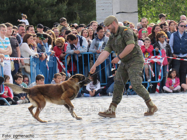 Exhibiciones caninas en el Día de las Fuerzas Armadas