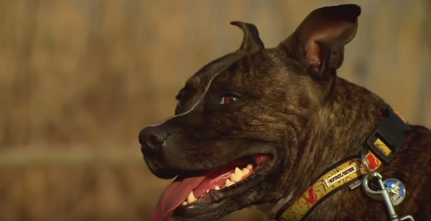 Diesel, un Staffordshire que detecta guepardos