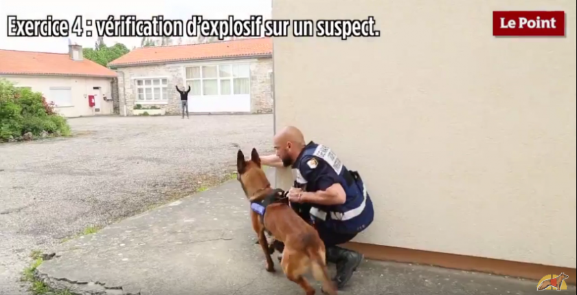 Perros detectores de explosivos para garantizar la seguridad en los estadios