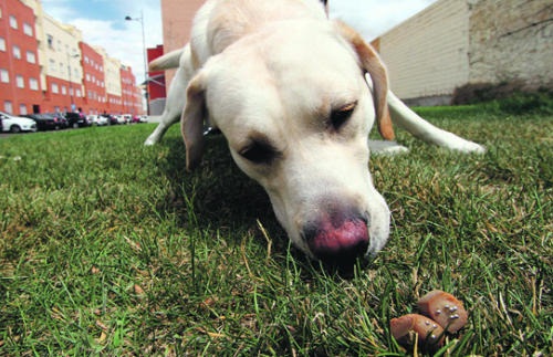 Una perra que detecta veneno, droga… y también clavos y alfileres