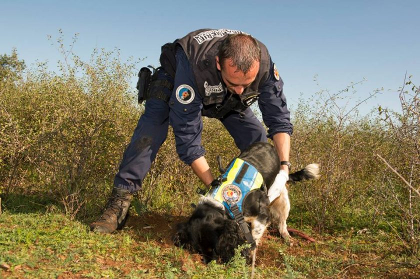 Identifican componentes únicos en cadáveres humanos y de cerdos