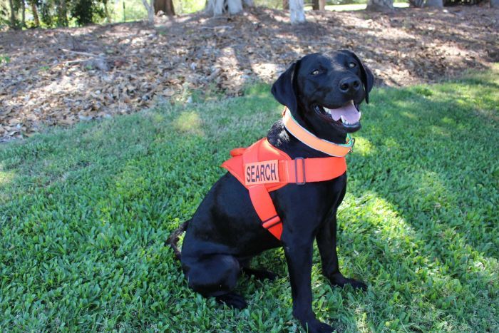 El olfato de los perros también detecta hormigas de fuego