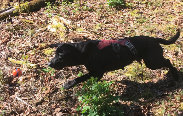 Un perro detector contra la Aliaria, una planta nociva
