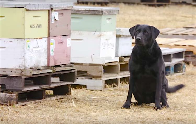 La nariz de una perra salva colonias enteras de abejas