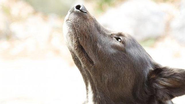 El olfateo y las emociones: lateralidad en el uso de las fosas nasales