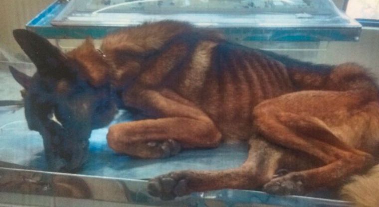 desnutrición y deshidratación