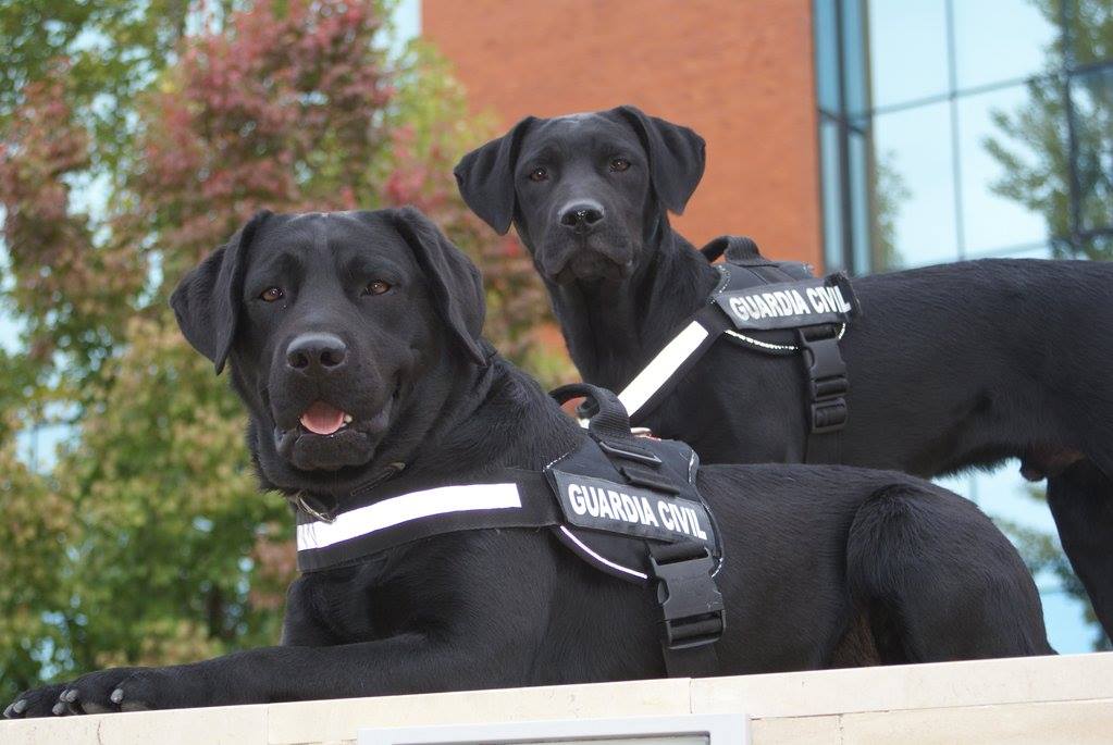Imagen: Dos generaciones caninas en Guardia