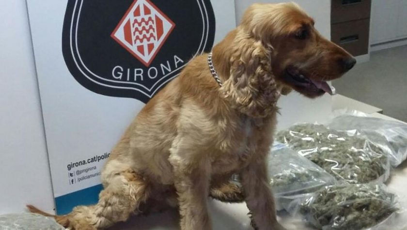 Un perro de la policía de Girona intercepta un alijo de droga