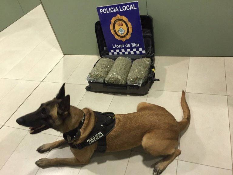 dos kilos de marihuana