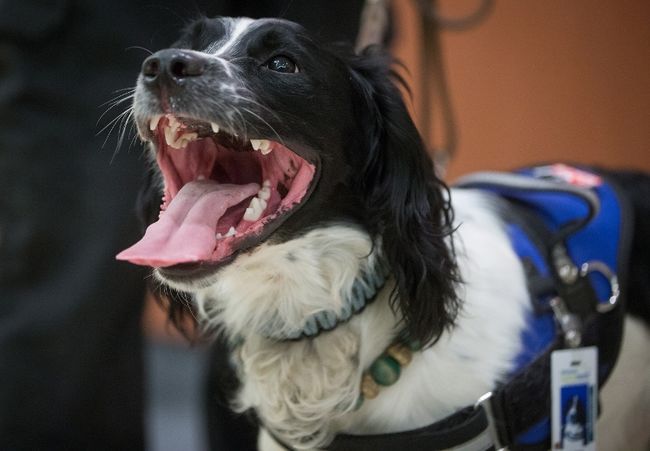 Un perro que detecta una dañina bacteria en los hospitales